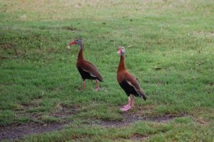 Black-bellied-Whistling-Duck