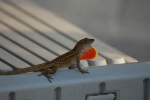 Brown-Anole