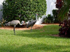 sandhill-cranes-with-chick